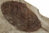 Fossil Leaf (Alnus) Plate - McAbee Fossil Beds, BC #224894-2